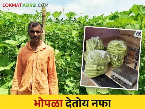 Farmer Success Story : Taking information from social media, this farmer cultivated bottle gourd in 10 guntha get good income | Bottle Gourd Farming : सोशल मीडियावरून माहिती घेत या शेतकऱ्याने दहा गुंठे भोपळ्याच्या शेतीत केली कमाल