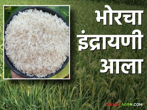 Indrayani Rice : The fragrance of Indrayani began to waft through the rice mill in Bhor area Production less this year | Indrayani Rice : भोर परिसरात राइस मिल सुरू दरवळू लागला इंद्रायणीचा सुगंध; यंदा उत्पादन कमी