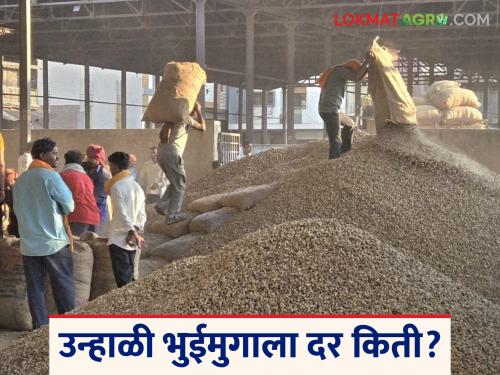Bhuimug Shenga Market: Significant increase in the arrival of Bhuimug Shenga in Hingoli market Read in detail | Bhuimug Shenga Market: हिंगोली बाजारात भुईमूग शेंगांच्या आवकेत लक्षणीय वाढ वाचा सविस्तर