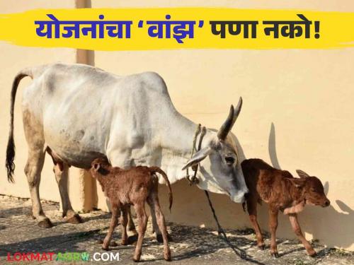 Latest News Agriculture News Bovine embryo transfer is not beginning of laboratory production | Agriculture News : गाेकुळ नांदेल खरे, पण भ्रूण प्रत्याराेपण प्रयाेगशाळांचे काय? नेमक