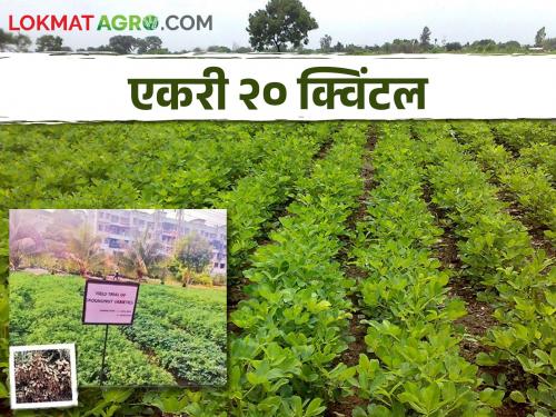 Record high groundnut production in cement forest urban kharghar area farming | Groundnut Production सिमेंटच्या जंगलात भुईमूग उत्पादनाचा विक्रमी उच्चांक