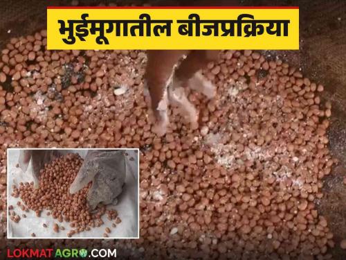 For better germination of summer groundnut, do this process on seeds before sowing | Bhuimug Beej Prakriya : उन्हाळी भुईमुगाची उगवण चांगली होण्यासाठी पेरणी अगोदर बियांवर करा ही प्रक्रिया