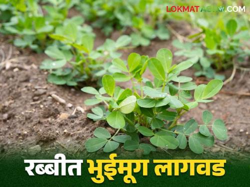 Bhuimug Lagwad : How to grow rabi groundnut profitably on plastic mulching in konkan | Bhuimug Lagwad : कोकणात प्लास्टिक आच्छादनावर रब्बी भुईमूग फायदेशीर कशी कराल लागवड