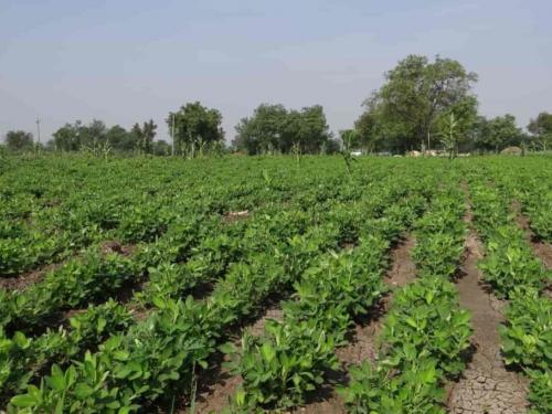 Latest News Groundnut cultivation bhuimug lagvad 275 hectares planted in Armori taluka read details  | Bhuimug Lagvad : भुईमूग लागवड वाढली, आरमोरी तालुक्यात यंदा २७५ हेक्टरवर लागवड, वाचा सविस्तर 