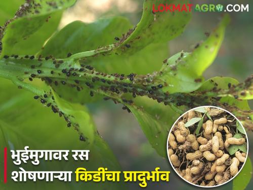 Latest News Integrated pest management of summer groundnut by vishal chaudhri | भुईमुगावर रस शोषणाऱ्या किडींचा प्रादुर्भाव झालाय? असं करा एकात्मिक किड व्यवस्थापन 