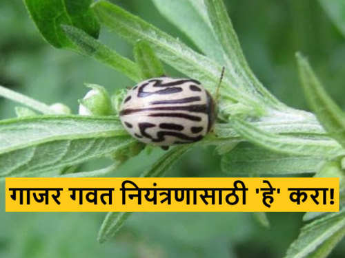 Latest News Agriculture News Zygogramma weed that destroys carrot grass available for sale Parbhani Agricultural University  | Agriculture News : 2 रूपयात शेतातील गाजर गवत नष्ट करा, झायगोग्रामा भुंगे विक्रीसाठी उपलब्ध