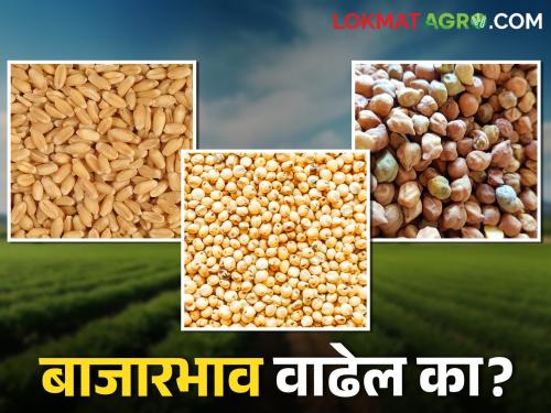 sorghum, wheat, chickpea prices likely to remain stable | भुसार धान्यांचे बाजारभाव स्थिर राहण्याची शक्यता