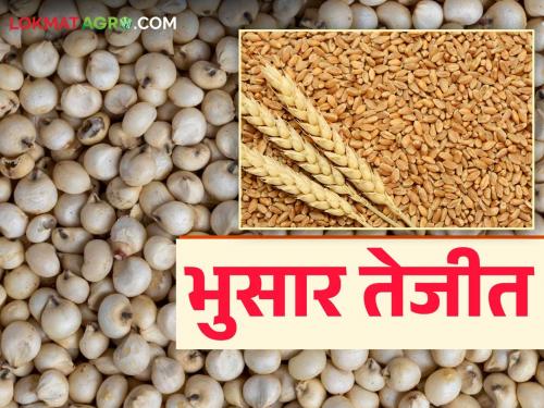 Wheat, jowar and bajara are rising market price in the sub-markets of daund agricultural produce market committee; How are prices being obtained? | दौंड कृषी उत्पन्न बाजार समितीच्या उपबाजारांत गहू, ज्वारी, बाजरी तेजीत; कसा मिळतोय दर?