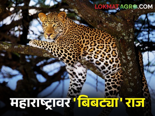 There are two thousand leopards in Maharashtra but 75 percent of them live outside the forest | महाराष्ट्रात दोन हजार बिबटे पण त्यातले ७५ टक्के राहतात जंगलाच्या बाहेर