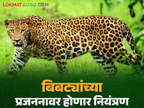 Bbibtya attack in Maharashtra : 4.5 crore approved for measures to prevent leopard attacks | Bibtya attack in Maharashtra : बिबट्यांचे हल्ले रोखणार उपाययोजनांसाठी ४.५ कोटी खर्चाला मान्यता