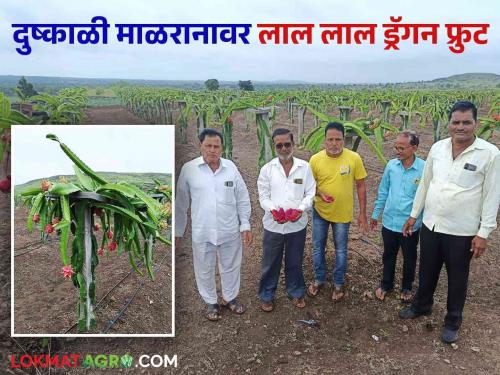 Farmers in Bidal village famous for onion crop now turned to fruit crops cultivation | कांद्याचं गाव असलेल्या बिदालमधील शेतकरी वळले फळबागेकडे