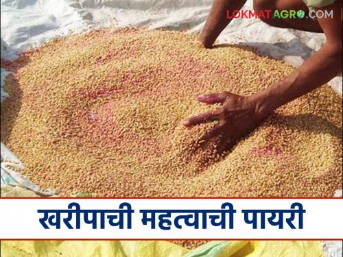 To ensure pest and disease-free germination of Kharif crops, follow these simple steps before sowing. | खरीपातील पिकांची कीड व रोगमुक्त उगवण होण्यासाठी पेरणीपूर्वी करा हे सोपे उपाय