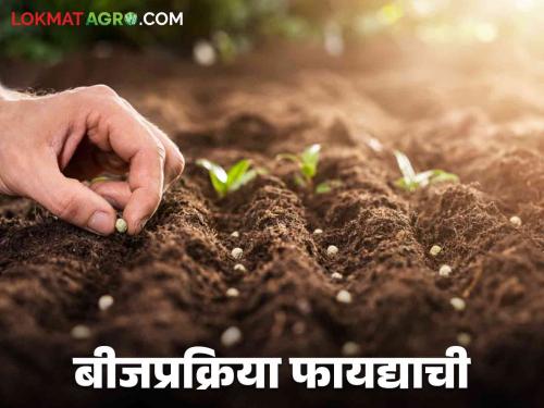 Latest News Seed Treatment Protection from pest diseases, 25 percent reduction in production cost see about seed treatment  | Seed Treatment : बीजप्रक्रिया केल्यास कीड रोगांपासून संरक्षण, उत्पादन खर्चात 25 घट, जाणून घ्या सविस्तर 