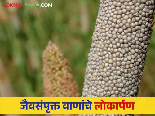 Biofortified :Cost will be reduced, production will also increase Farmers will benefit from planting biofortified varieties | Biofortified : खर्च कमी, उत्पादनही वाढेल बायोफोर्टिफाइड वाण लागवडीतून शेतकरी होणार मालामाल