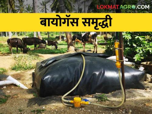 Biogas Samriddhi Yojana implemented by Gokul for biogas, how farmer is getting benefit | बायोगॅससाठी गोकुळने राबविली हि योजना, पशुपालकांना कसा मिळतोय लाभ