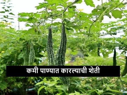 Latest news Farmer of Jalgaon flourished Bitter Gourd farming with less water | Success Story : कडू कारल्याने शेतकऱ्याच्या संसारात आणला गोडवा, कमी पाण्यात उत्पादन 