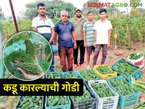 Cultivation of bitter gourd by SRT method is saving in production cost | एसआरटी पद्धतीने कारल्याची लागवड म्हणजे डबल फायदा, उत्पादन खर्च वाचतो, उत्पन्न वाढतं