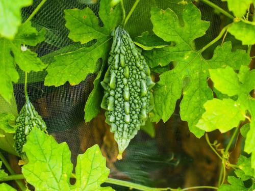 Bitter taste of bitter gourd How sweet is for the health read in detail | चवीला कडू असलेले कारले आरोग्यासाठी कसं गोड वाचा सविस्तर