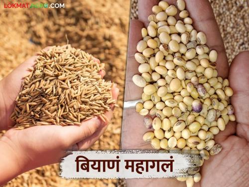 Along with fertilizers, seeds have also become expensive; What is the price of which seeds? Read in detail | खतांबरोबर बियाणेही महागले; कोणत्या बियाण्याचा किती दर? वाचा सविस्तर