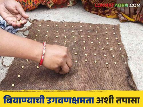 Rabi Sowing : Use homebased seed for sowing then how to do germination test | Rabi Sowing : पेरणीसाठी घरचे बियाणे वापरताय मग अशी करा उगवण क्षमता चाचणी