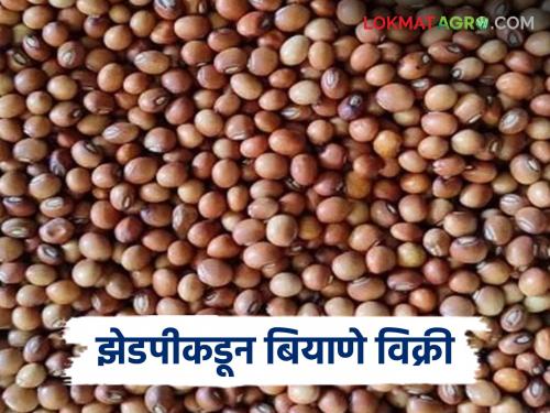 Latest News agriculture News Nashik Zilla Parishad sells seeds at 50 percent subsidy, apply here | नाशिक जिल्हा परिषदेकडून 50 टक्के अनुदानावर बियाणे विक्री, असा करा अर्ज 