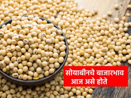 9 thousand 17 quintals of soybeans in the state, the price is getting in other markets including Hingoli, Washim. | राज्यात ९ हजार १७ क्विंटल सोयाबीनची आवक, हिंगोली, वाशिमसह उर्वरित बाजारपेठेत मिळतोय एवढा भाव..