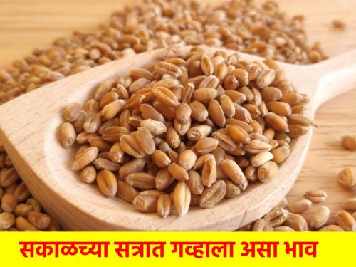 In the morning session, 3444 quintal wheat inflow in the state, what is the price? | सकाळच्या सत्रात राज्यात ३४४४ क्विंटल गव्हाची आवक, काय मिळतोय भाव? 