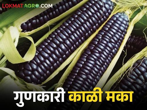 what are you saying Is black maize cultivated? | Black Maize काय सांगताय? काळ्या रंगाच्या मक्याची शेती केली जाते?