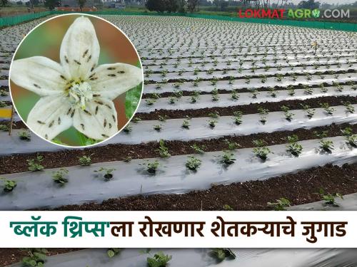 Farmer uses low-cost, profitable strategy to control black thrips on various crops | विविध पिकांवर येणाऱ्या ब्लॅक थ्रिप्सच्या नियंत्रणासाठी शेतकऱ्याने केले कमी खर्चातील फायद्याचे जुगाड