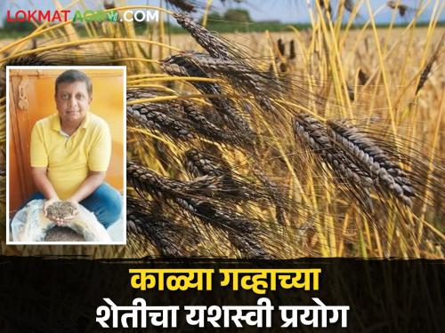 Latest news Successful experiment of black wheat farming in Ahmednagar see details | Success Story : अहमदनगरमध्ये काळ्या गव्हाच्या शेतीचा यशस्वी प्रयोग, दोन गुंठ्यात चांगलं उत्पादन 