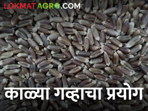 Latest News Successful experiment of black wheat by a farmer from Nandurbar | काळ्या गव्हाचं वाण पेरलं अन् यशस्वीही झालं, नंदुरबार येथील शेतकऱ्याचा प्रयोग 