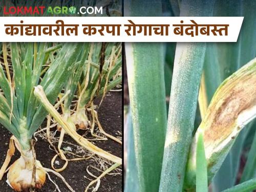 How to do integrated management of blight disease on onion crop? | करपासारखे रोग करतात कांद्याचं मोठं नुकसान, उत्पादनातही बसतो फटका, असे करा उपाय