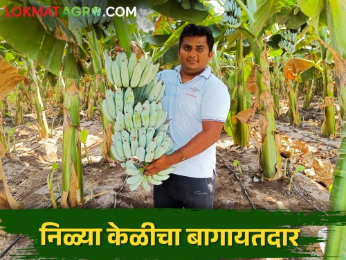 American blue banana blossomed in farmer Abhijit Patil farm of Solapur | सोलापूरच्या अभिजीत पाटलांच्या शेतात बहरली अमेरिकेतील निळी केळी