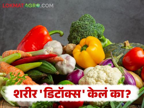 Body Detox: Did Diwali make your mouth sweet? So clean your body now, otherwise illness will come | Body Detox : दिवाळीत तोंड गोड केलं असेल ना? तर आता शरीर स्वच्छ करून घ्या, नाहीतर आजारपण येईल