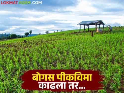 The names of those who take out bogus crop insurance will be included in 'this' list; action will be taken like this | बोगस पीक विमा काढणाऱ्यांची नावे जाणार 'ह्या' यादीत; अशी होणार कारवाई