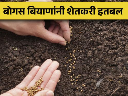 Latest News Growing complaints of bogus seeds, farmers desperate | 'जे पेरलं ते उगवलंच नाही', जबाबदार कोण? 