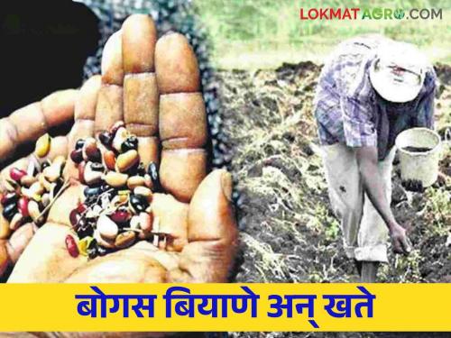 Bogus seeds, fertilisers: Bogus seeds and fertilizers again on farmers! | Bogus seeds, fertilizers : शेतकऱ्यांच्या माथी पुन्हा बोगस बियाणे अन् खते !