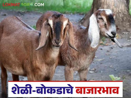 Latest news How were market prices of goats, bucks and buffaloes see details | 'या' बाजारात शेळी-बोकडाला चांगला भाव मिळतोय? वाचा सविस्तर 