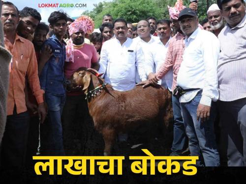 Bakri Eid Qurbani: Goat male Bokad worth lakhs in Atpadi market | Bakri Eid Qurbani: आटपाडीच्या बाजारामध्ये बोकडास मिळाली लाखाची किंमत