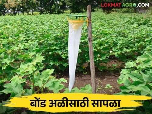 How to use biological measures to control pink bollworm in cotton crop | कापूस पिकात गुलाबी बोंड अळीच्या नियंत्रणासाठी कसे कराल जैविक उपाय