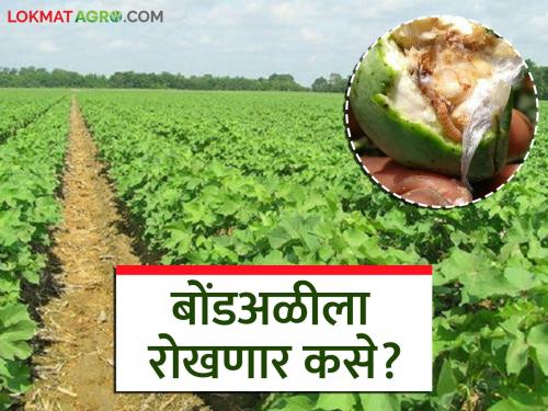 Cotton Cultivation: latest news Pre-season cotton is increasing the risk of bollworm Read in detail | Cotton Cultivation: पूर्वहंगामी कपाशीमुळे बोंडअळीचा धोका वाढतोय वाचा सविस्तर
