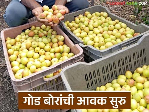 Arrival of sour and sweet ber has started in Pune Market Committee; How are you getting the price? | पुणे बाजार समितीत आंबट आणि गोड बोरांची आवक सुरु; कसा मिळतोय दर?