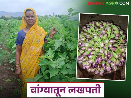 With the help of his mother, Rahul earned an income of Rs 1.5 lakh from ten gunthas of brinjal | आईच्या मदतीने राहुल यांनी दहा गुंठे वांग्यातून मिळवले दीड लाखाचे उत्पन्न