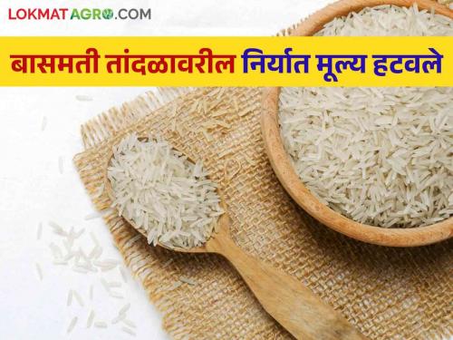 Latest News Minimum export value on basmati rice removed, central government decision  | Basmati Rice : बासमती तांदळावरील किमान निर्यात मूल्य हटवले, केंद्र सरकारचा निर्णय 