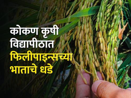New step of Konkan Agricultural University in rice research | भात संशोधनात कोकण कृषी विद्यापीठाचे नवे पाऊल