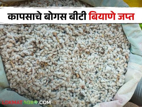 Cotton Seed Bogus BT cotton seeds worth 75 thousand rupees seized from Akot tahsil | Cotton Seed अकोट तालुक्यातून ७५ हजार रुपयांचे बोगस बीटी कापसाचे बियाणे जप्त