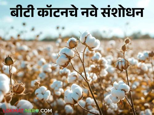 BT Cotton: 'This' new improved variety of BT cotton in the market; It will be beneficial to increase production | BT Cotton : बीटी कॉटनचे 'हे' नवे संशोधित वाण बाजारात; उत्पादन वाढीसाठी होणार फायदा