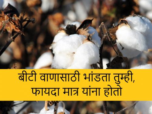 BT Cotton Seed: Why farmers are demanding specific seed? | BT Cotton Seed: शेतकरी बांधवांनो, बीटी कपाशी वाणाचे आई-बाप एकच, मग विशिष्ट वाणासाठी गर्दी कशासाठी