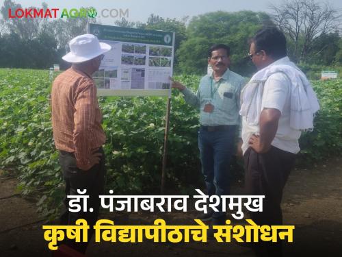 BT cotton new variety : New variety of hybrid BT cotton developed to give high yield to farmers; Read in detail how beneficial it is for farmers | BT cotton new variety : शेतकऱ्यांना भरघोस उत्पादन देणारे संकरित बीटी कपाशीचे नवे वाण विकसित; शेतकऱ्यांना कितपत फायदेशीर वाचा सविस्तर