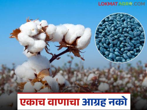 latest news BT Cotton: Agriculture Department's advice: Avoid overuse of a single variety, choose alternatives! Read in detail | BT Cotton : कृषी विभागाचा सल्ला : एकाच वाणाचा अति वापर टाळा, पर्याय निवडा! वाचा सविस्तर